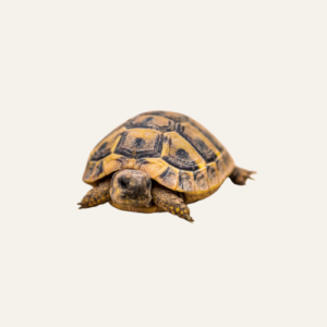 Turtles