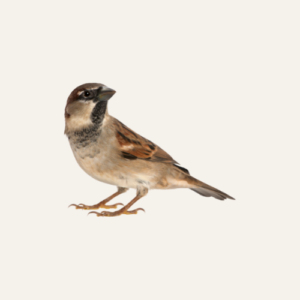 Birds Feeders