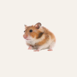 Small Pets