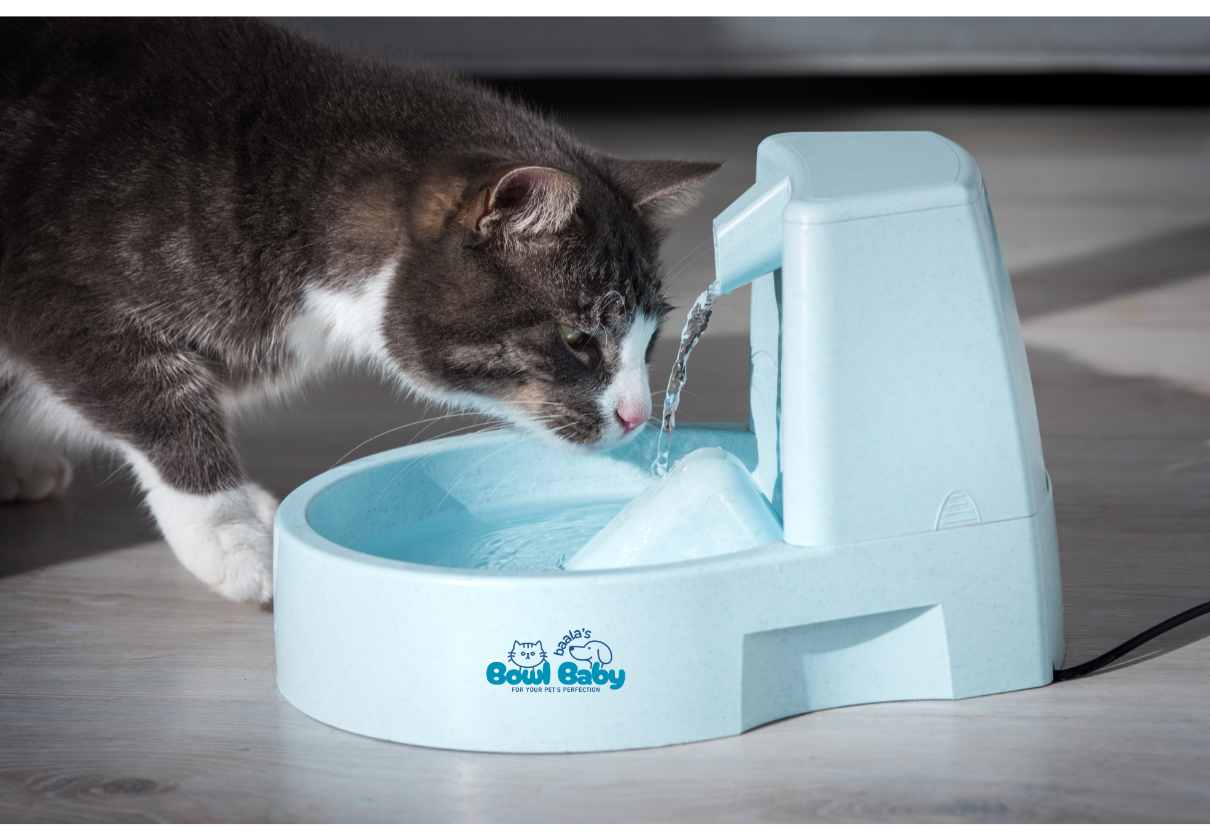 Cat feeders