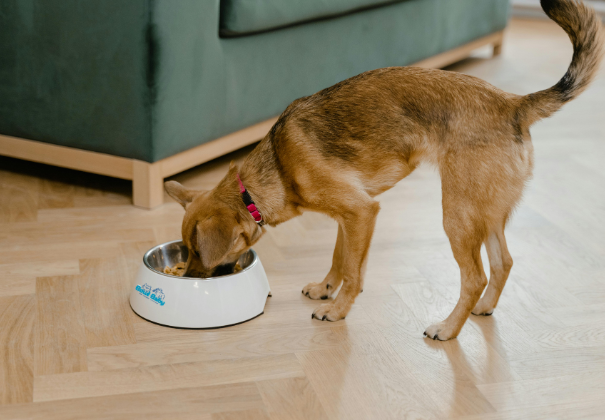 Dog Bowls